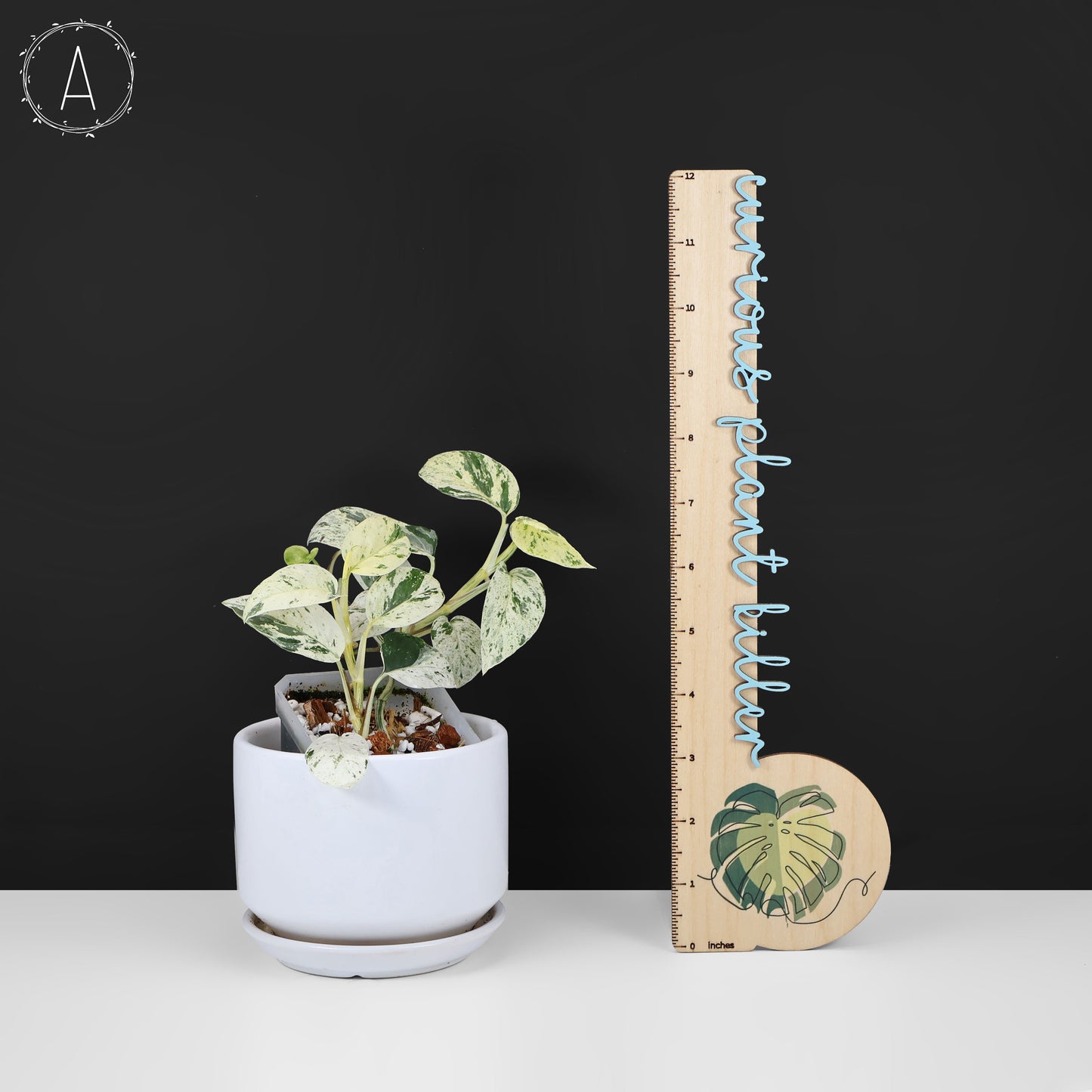 Fanfare Epipremnum Aureum Teruno