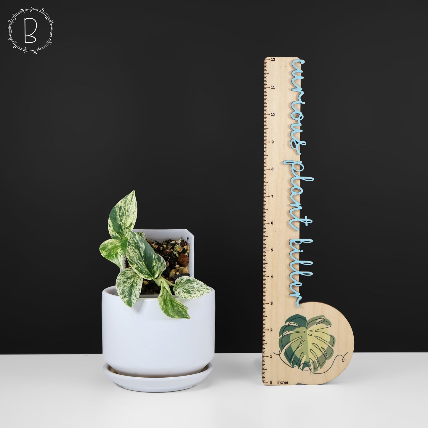 Fanfare Epipremnum Aureum Teruno