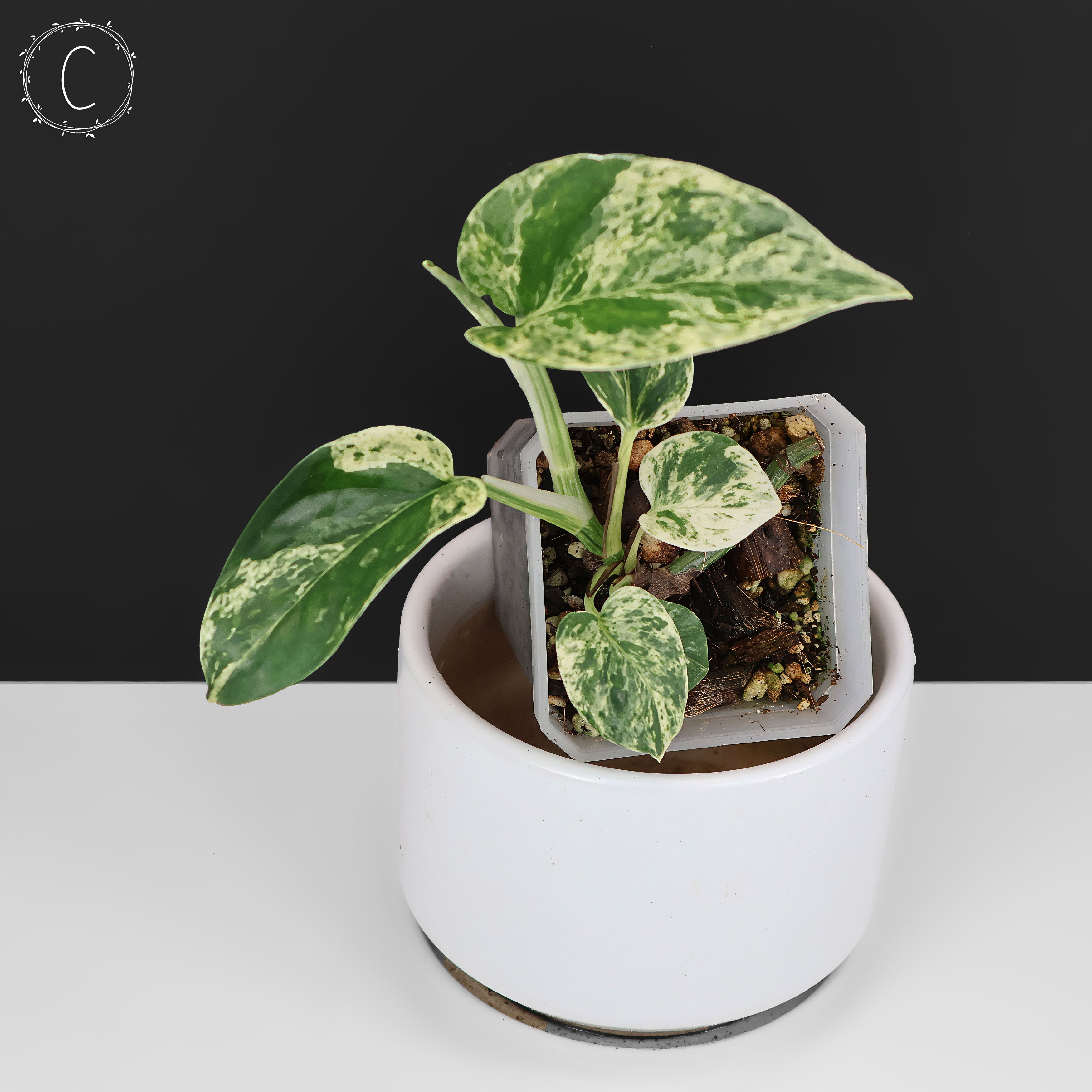 Epipremnum Aureum Teruno Fanfare – Curious Plant Killer
