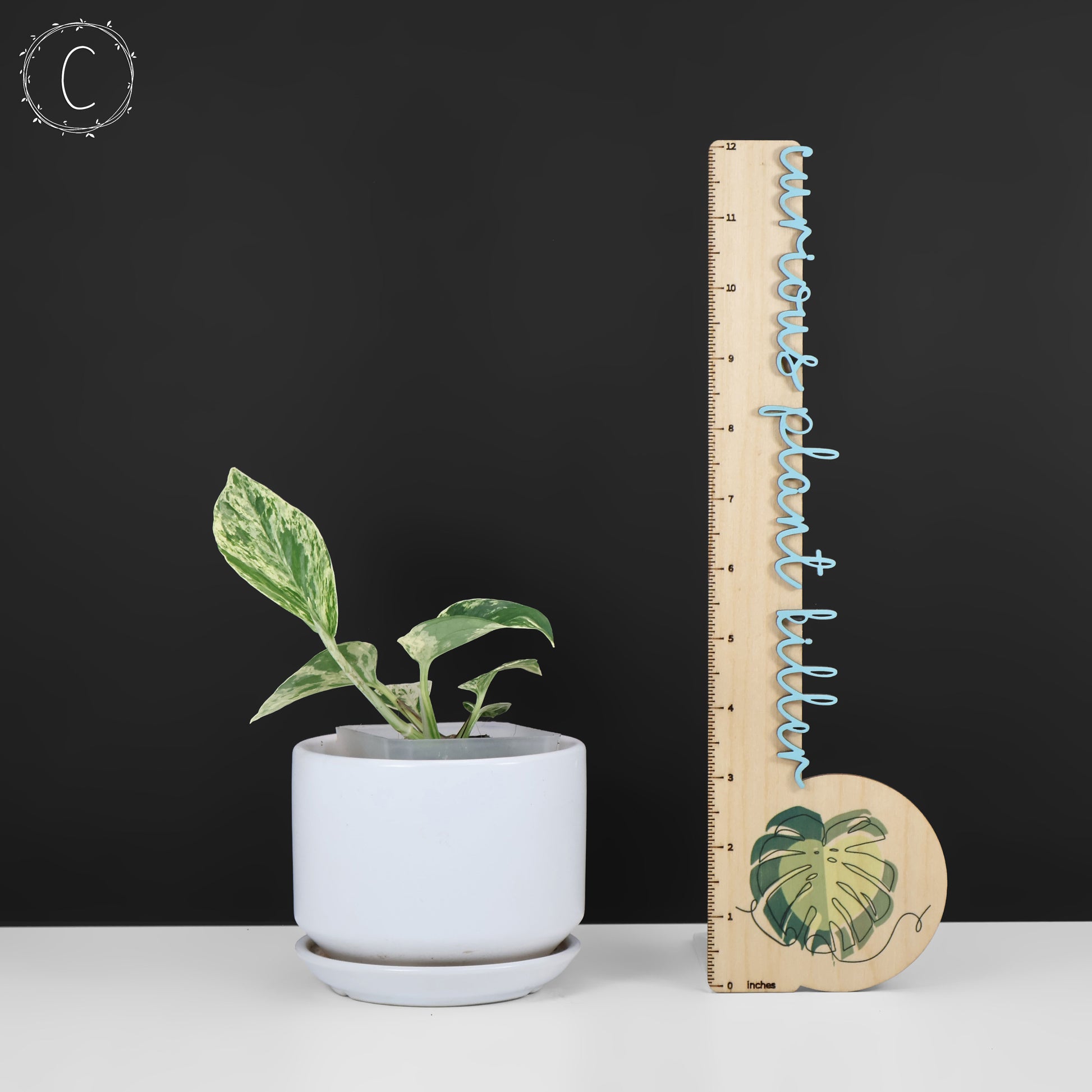 fanfare pothos Epipremnum Aureum Teruno Fanfare – Curious Plant Killer