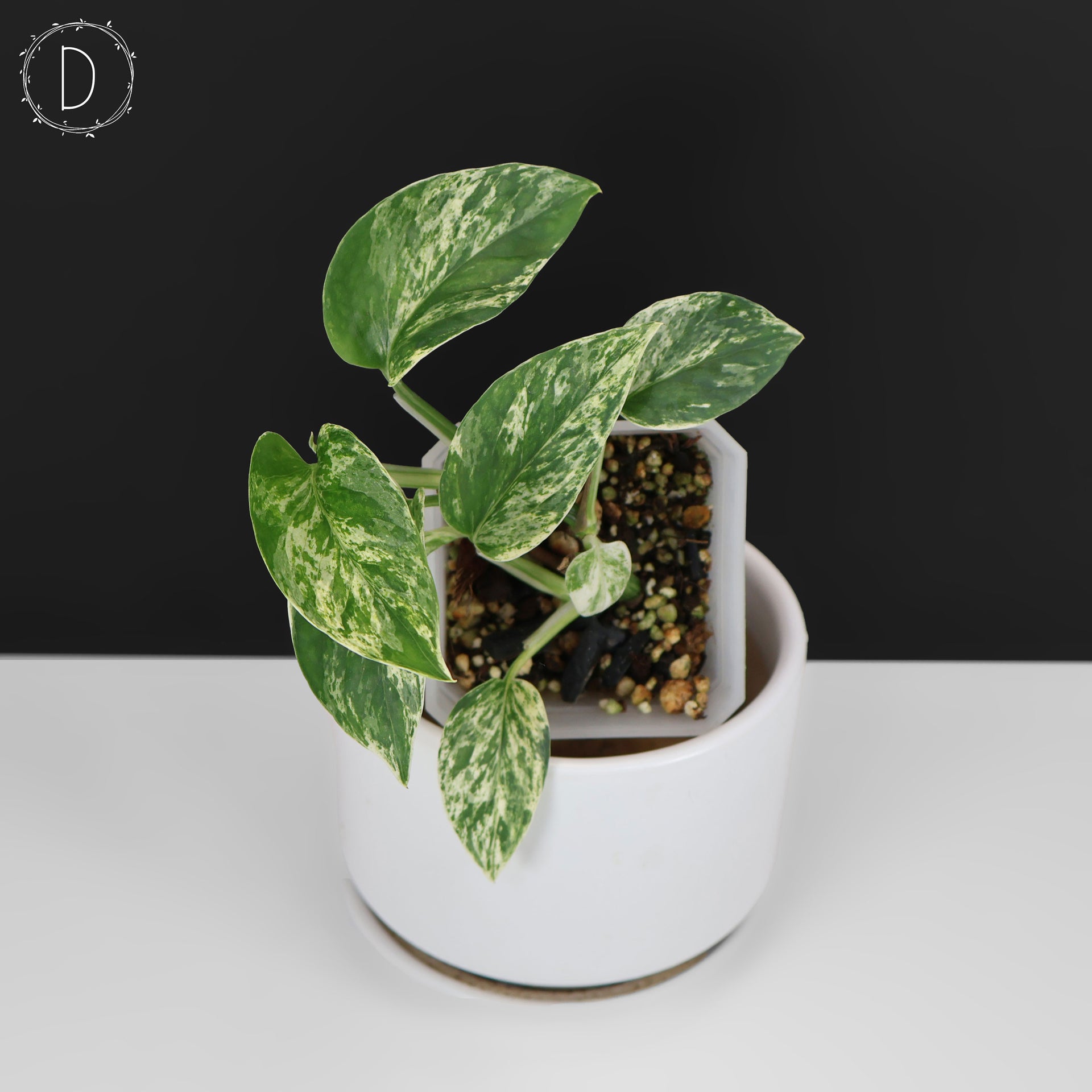 teruno fanfare pothos Epipremnum Aureum Teruno Fanfare