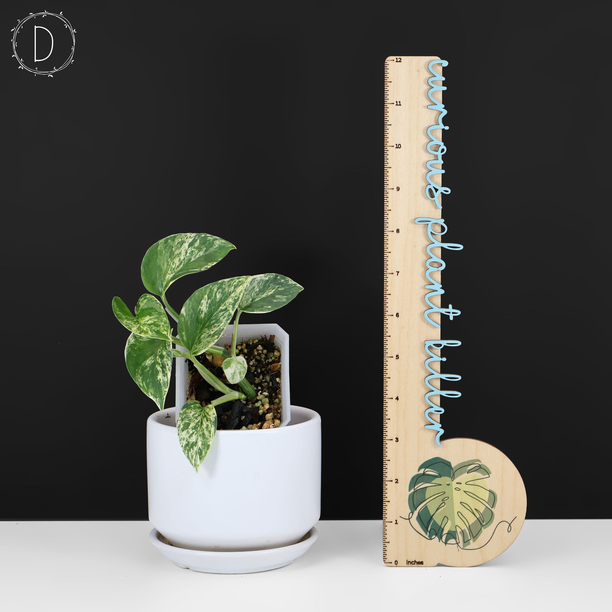 teruno fanfare pothos Epipremnum Aureum Teruno Fanfare – Curious Plant Killer