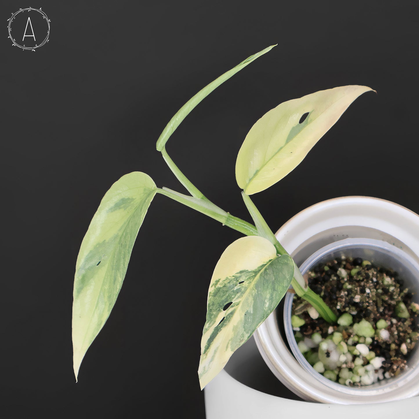 Epipremnum Pinnatum Cebú Azul Abigarrado