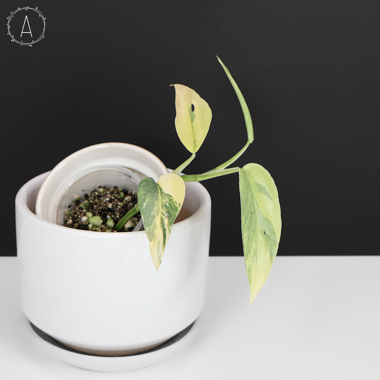 Epipremnum Pinnatum Cebú Azul Abigarrado
