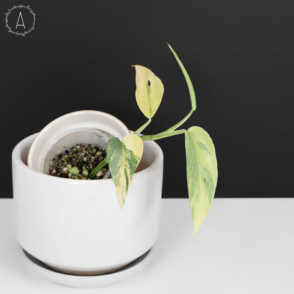 Epipremnum Pinnatum Cebú Azul Abigarrado