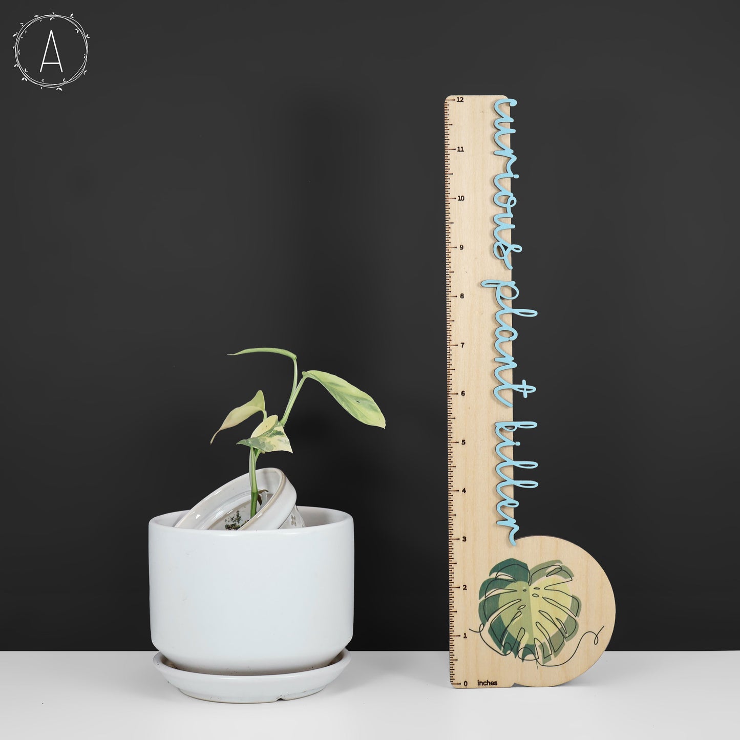 Epipremnum Pinnatum Cebú Azul Abigarrado
