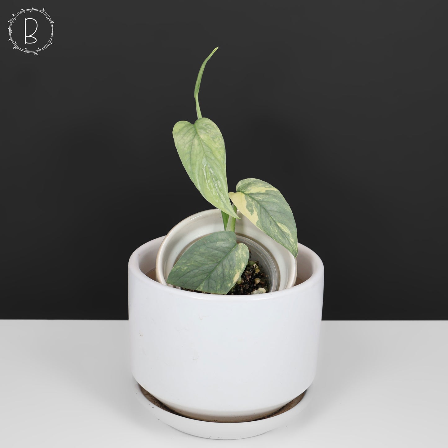 Epipremnum Pinnatum Cebú Azul Abigarrado