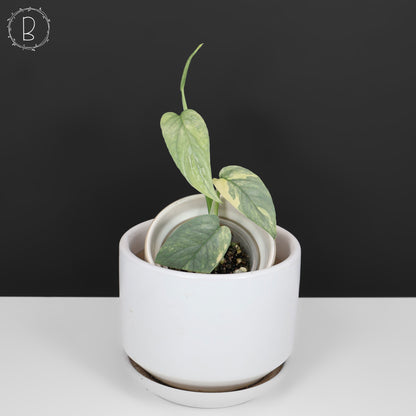 Epipremnum Pinnatum Cebú Azul Abigarrado