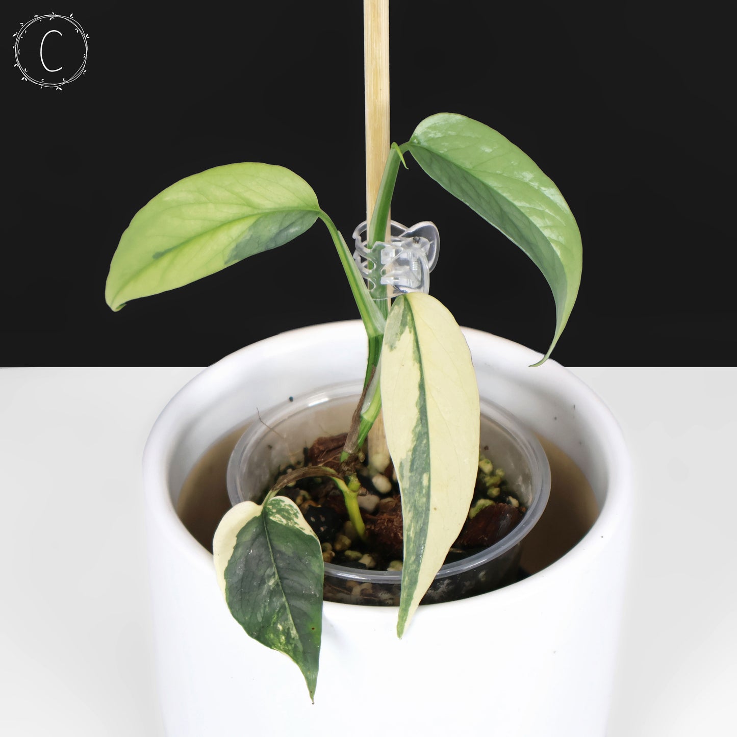 Epipremnum Pinnatum Cebu Blue Variegated