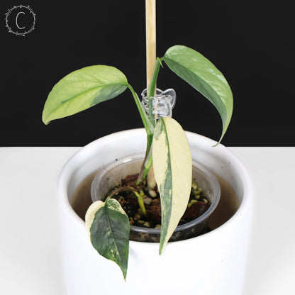 Epipremnum Pinnatum Cebu Blue Variegated
