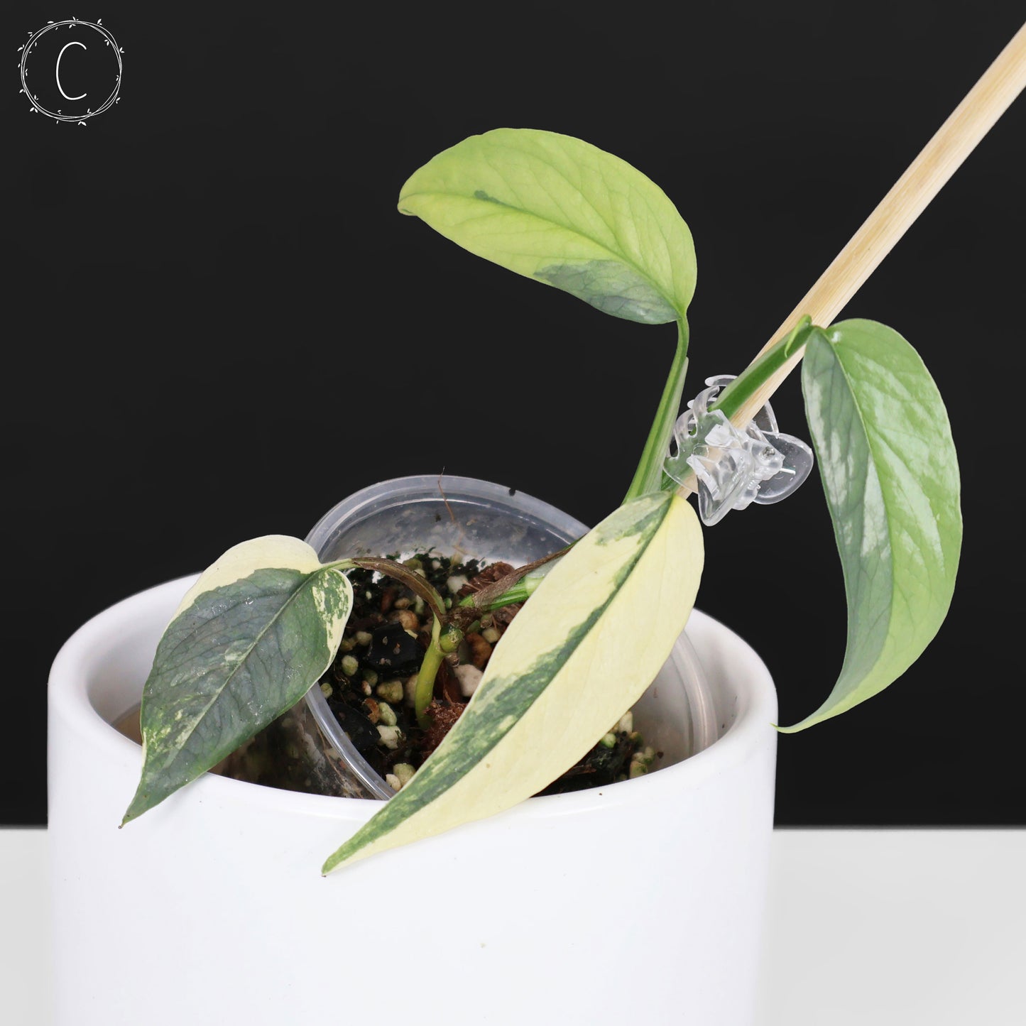 Epipremnum Pinnatum Cebu Blue Variegated