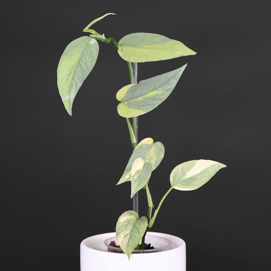 Epipremnum Pinnatum Cebú Azul Abigarrado