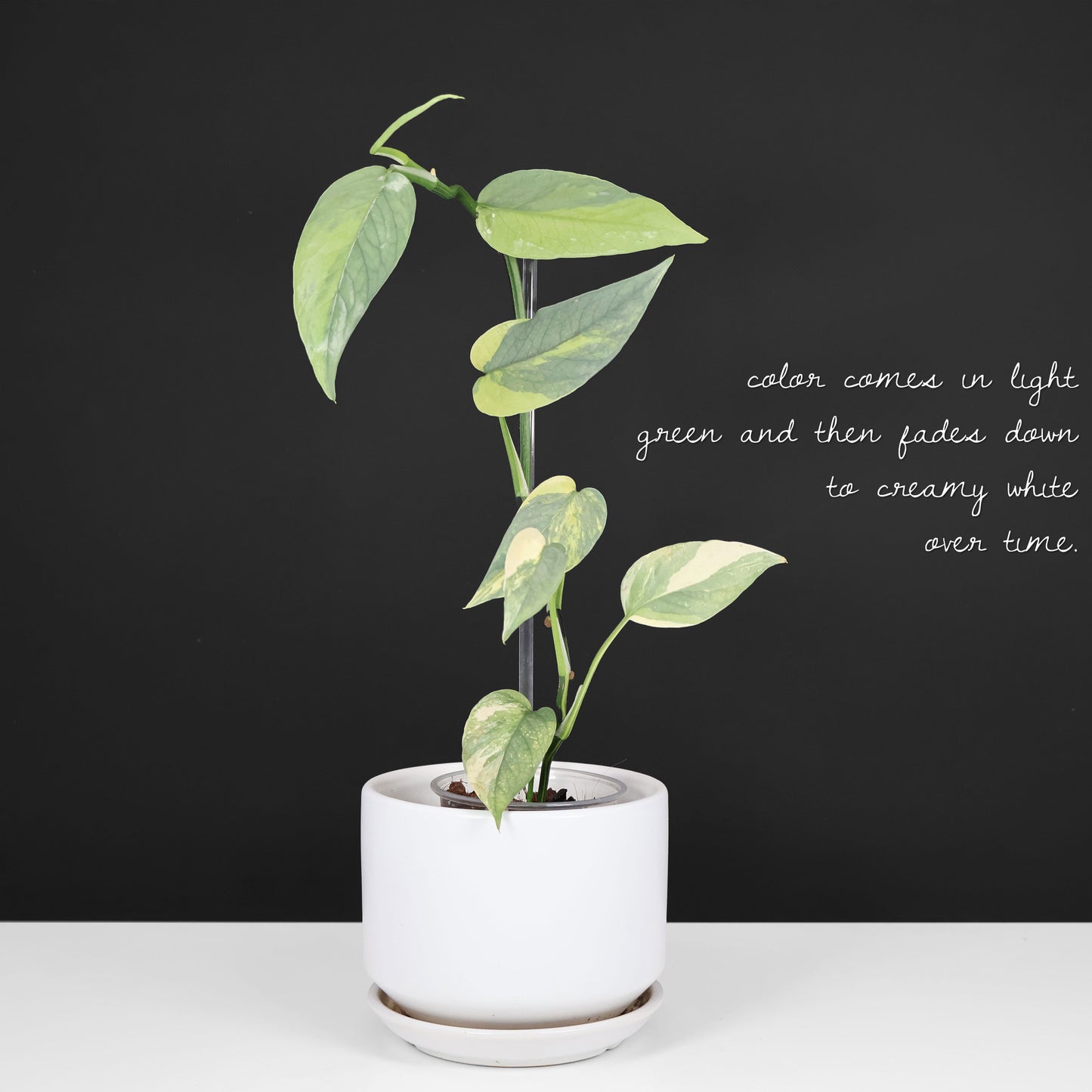 Epipremnum Pinnatum Cebú Azul Abigarrado