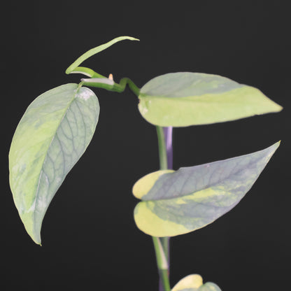 Epipremnum Pinnatum Cebú Azul Abigarrado