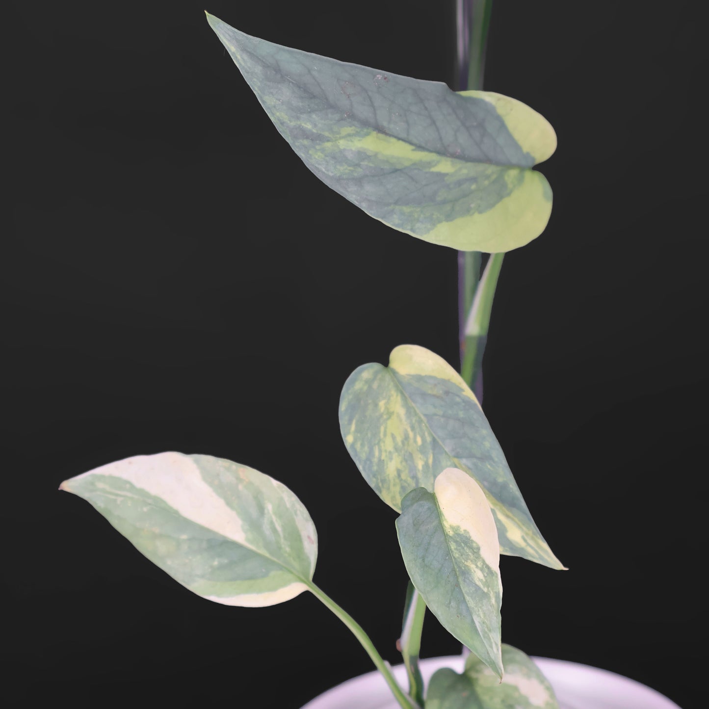 Epipremnum Pinnatum Cebú Azul Abigarrado