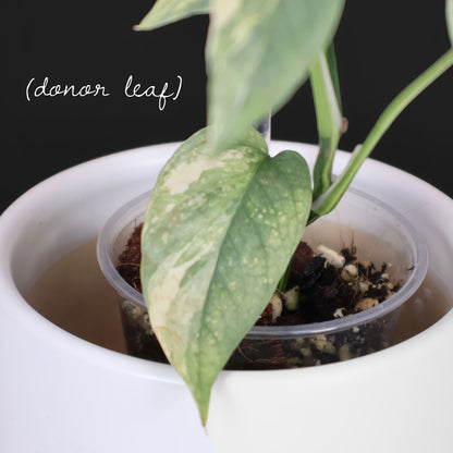 Epipremnum Pinnatum Cebú Azul Abigarrado