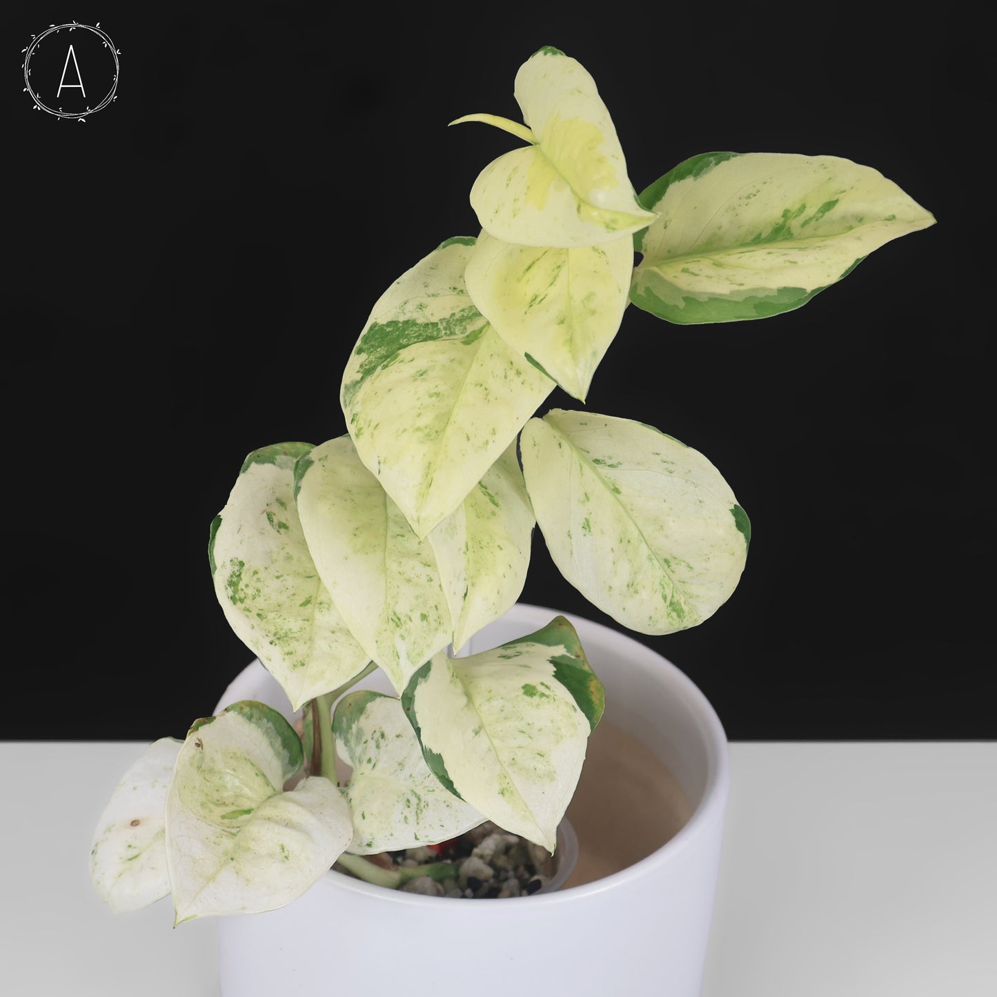 Epipremnum Aureum Japanese Global