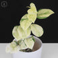 Epipremnum Aureum Japanese Global
