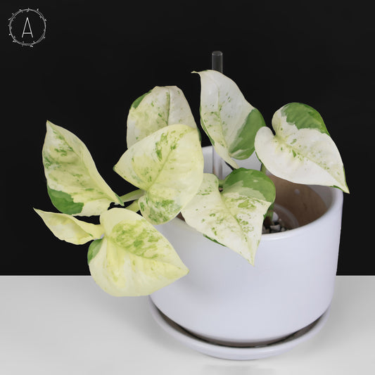 Epipremnum Aureum Japanese Global