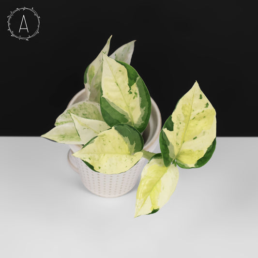 Epipremnum Aureum Japanese Global