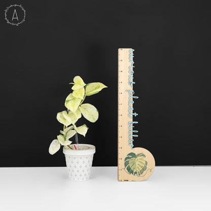 Epipremnum Aureum Japanese Global