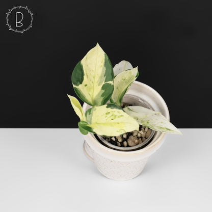 Epipremnum Aureum Japanese Global