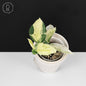 Epipremnum Aureum Japanese Global