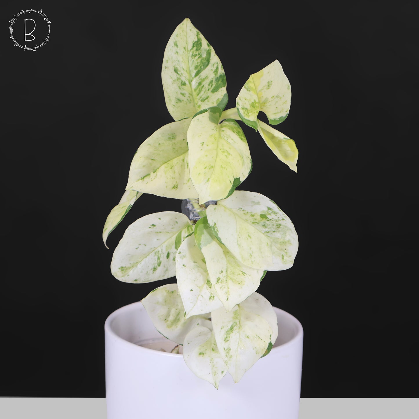 Epipremnum Aureum Japanese Global