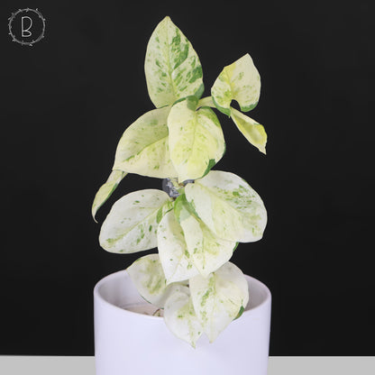 Epipremnum Aureum Japanese Global