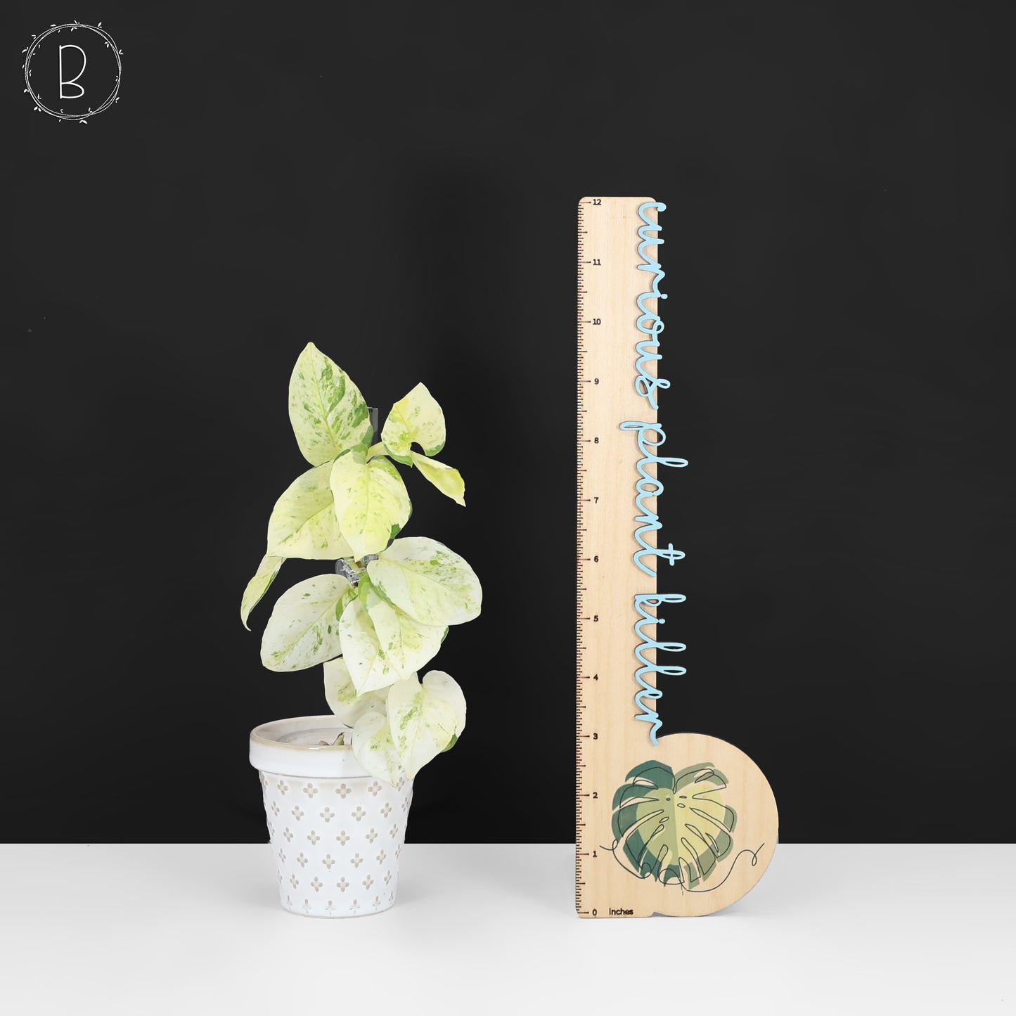 Epipremnum Aureum Japanese Global