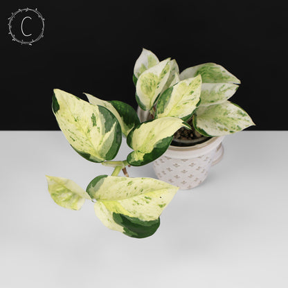 Epipremnum Aureum Japanese Global