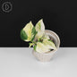 Epipremnum Aureum Japanese Global