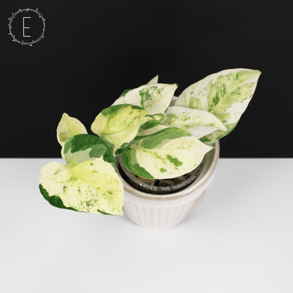 Epipremnum Aureum Japanese Global