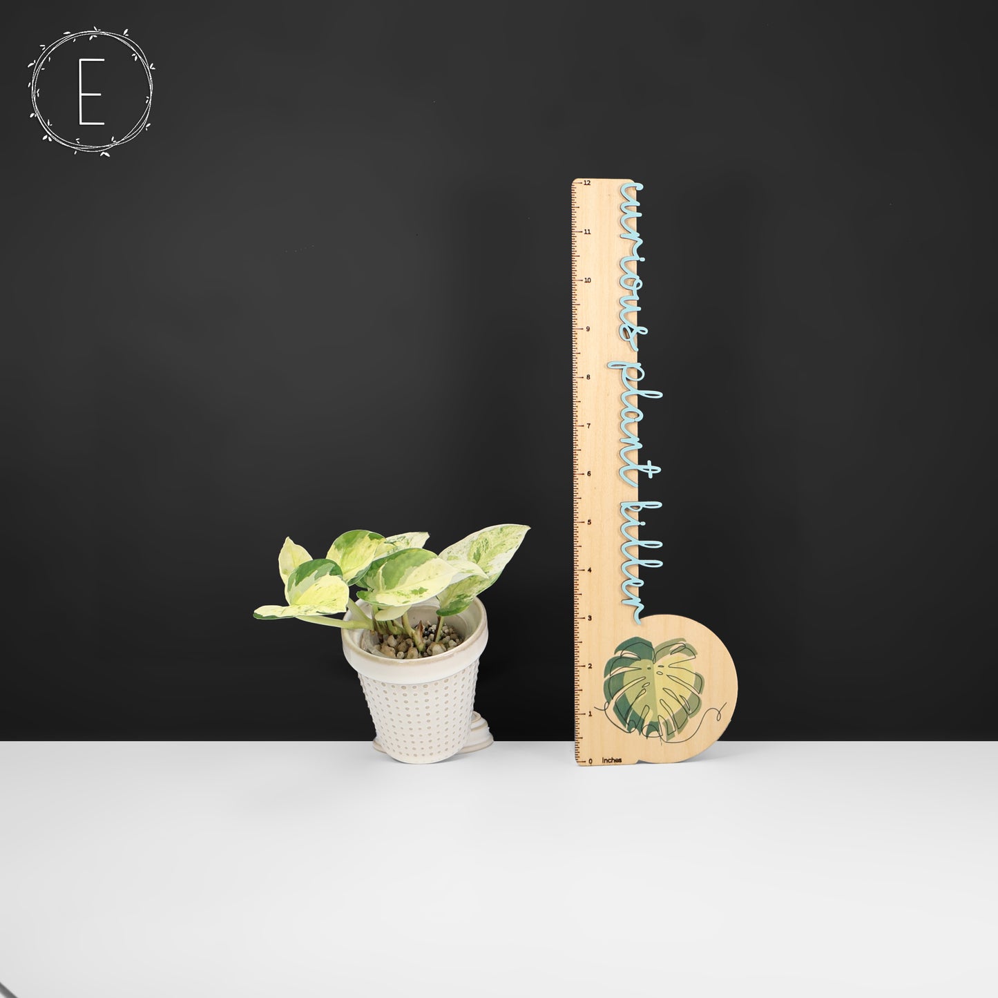 Epipremnum Aureum Japanese Global