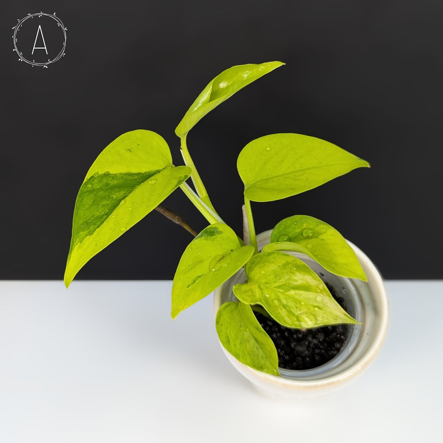 teruno pothos varieties Epipremnum Aureum Teruno Carnival