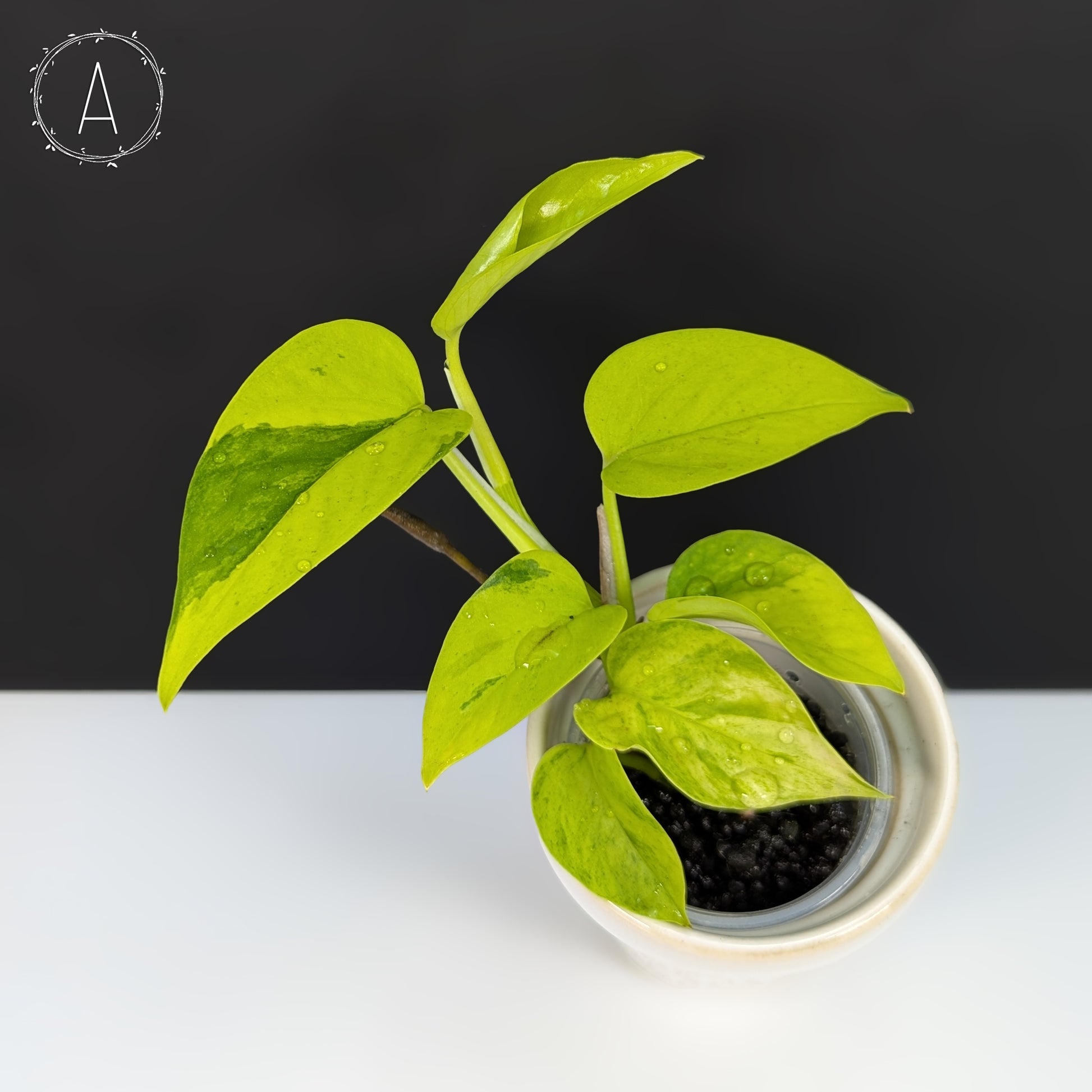 teruno pothos Epipremnum Aureum Teruno Carnival