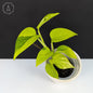 Epipremnum Aureum Teruno Carnival