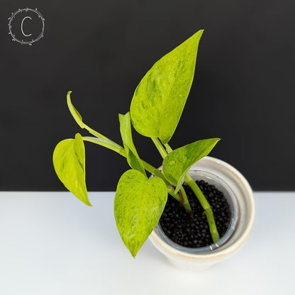 Epipremnum Aureum Teruno Carnival