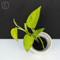 Epipremnum Aureum Teruno Carnival