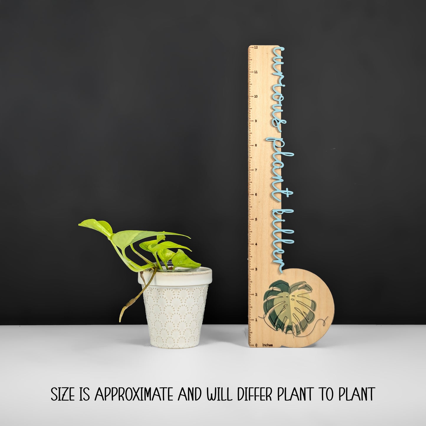 Epipremnum Aureum Teruno Carnival