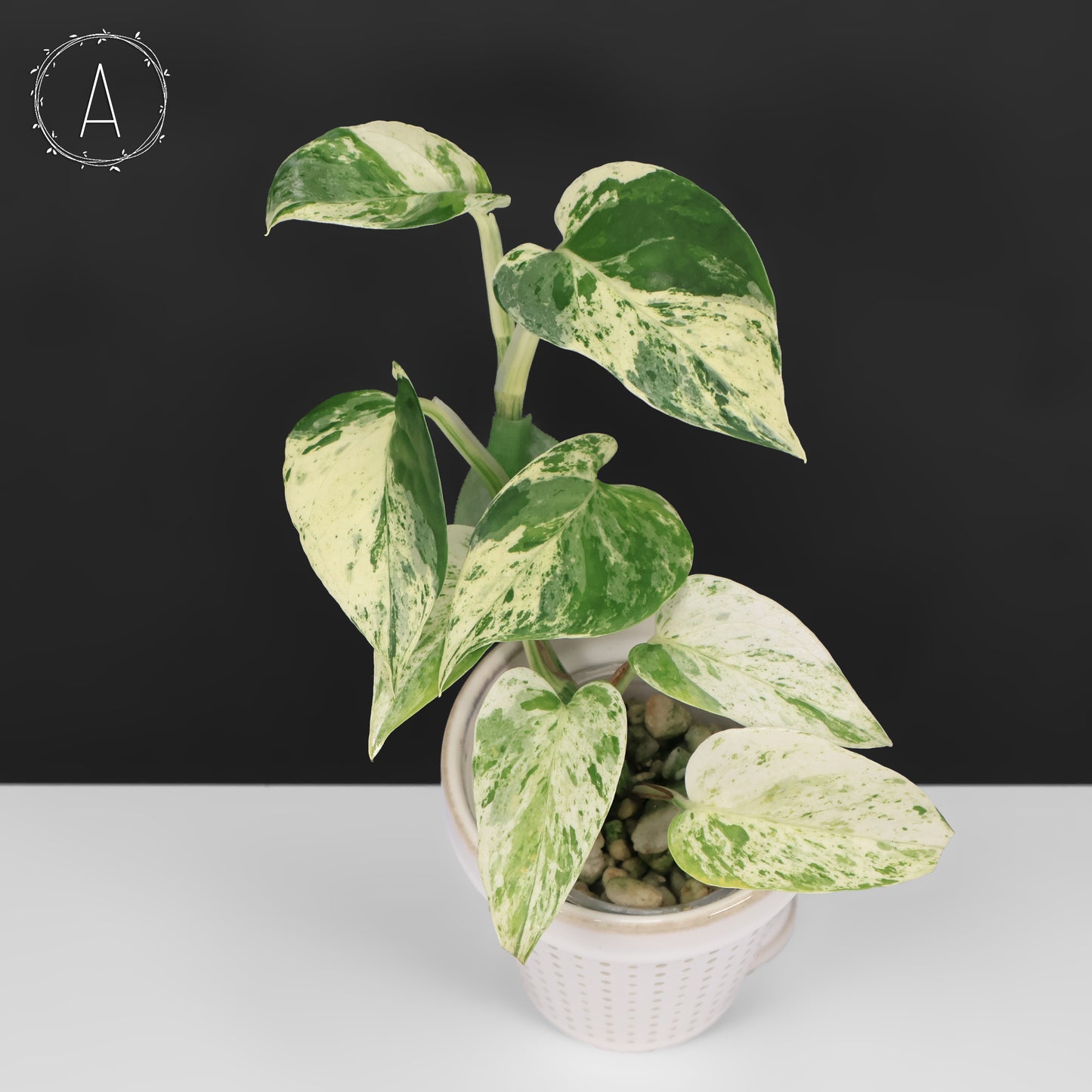 Epipremnum Aureum Teruno Fanfare