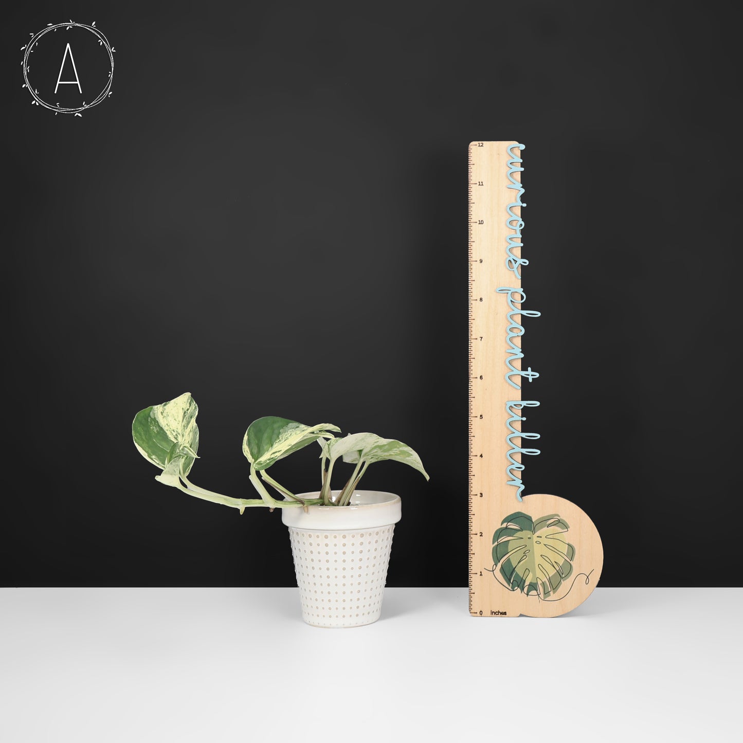 Epipremnum Aureum Teruno Fanfare