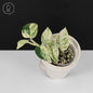 Epipremnum Aureum Teruno Fanfare