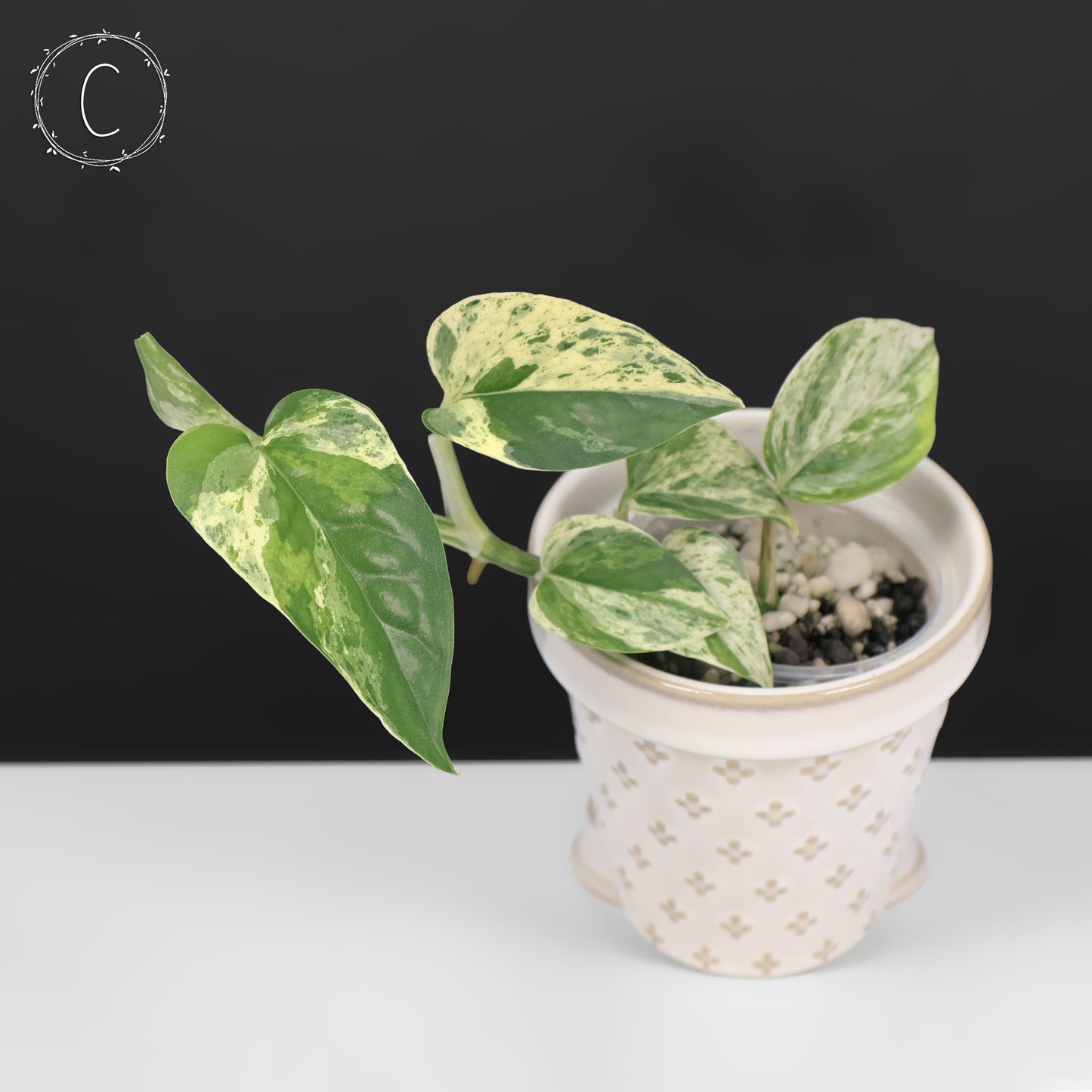 Epipremnum Aureum Teruno Fanfare