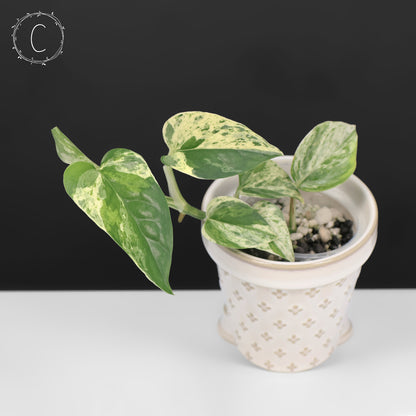 Epipremnum Aureum Teruno Fanfare