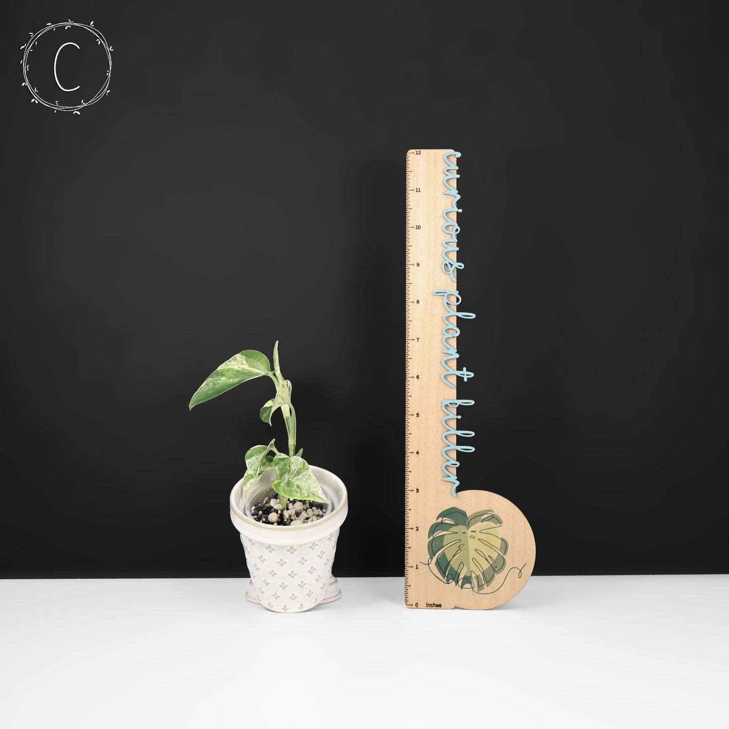 Epipremnum Aureum Teruno Fanfare