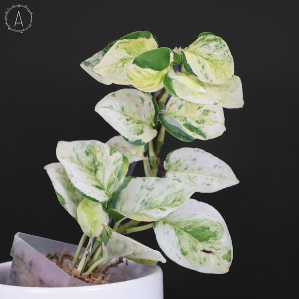 Epipremnum Aureum Japonés Global