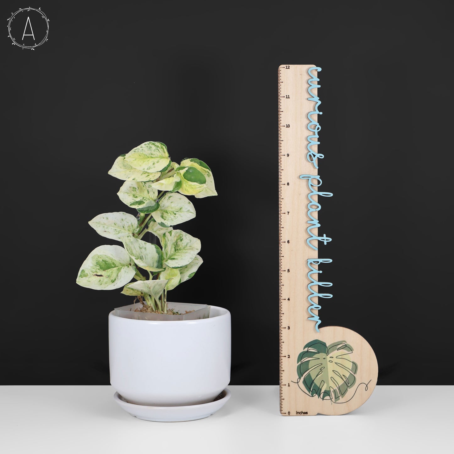 Epipremnum Aureum Japonés Global