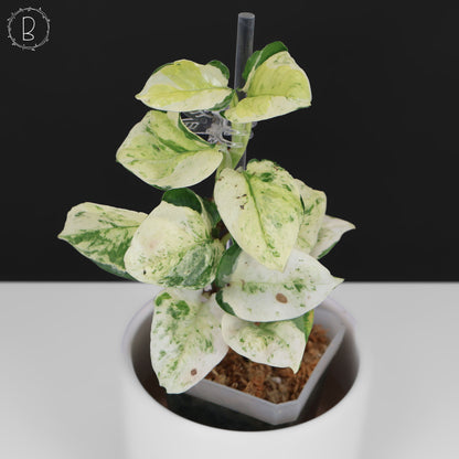 Epipremnum Aureum Japonés Global