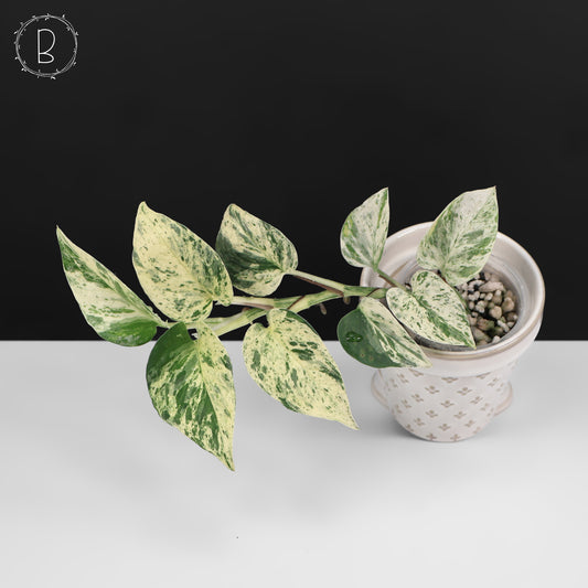 Epipremnum Aureum Teruno Fanfare